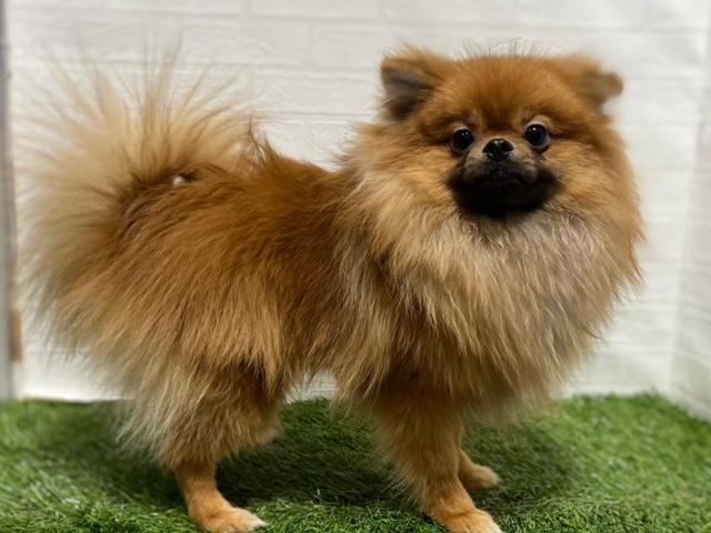 animal_image