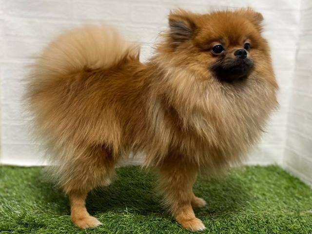 animal_image