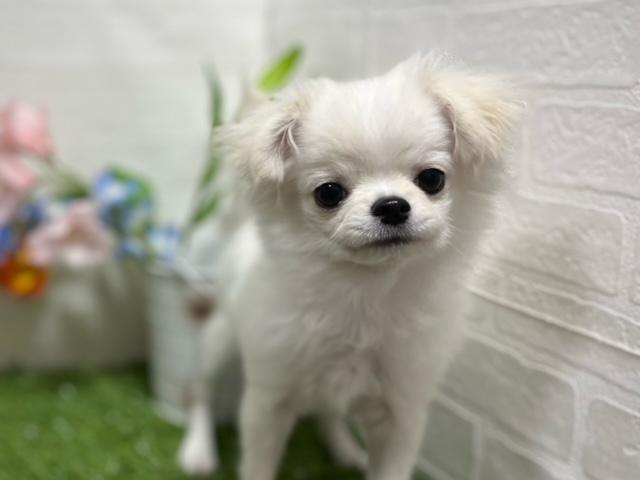 animal_image
