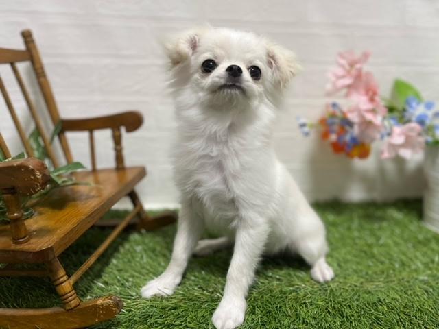 animal_image