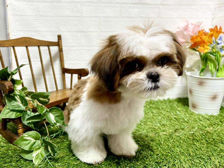 animal_image