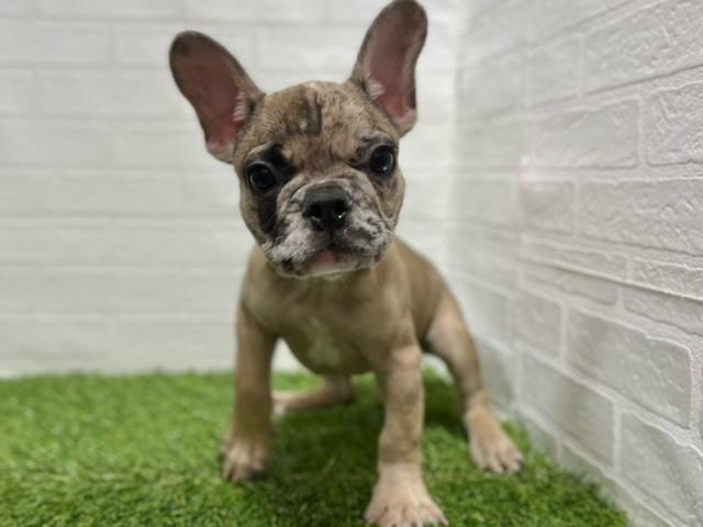 animal_image