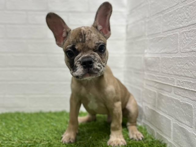 animal_image