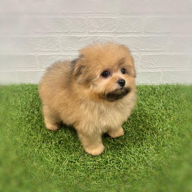 animal_image