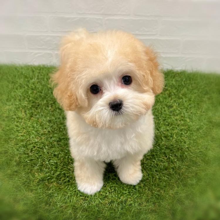 animal_image