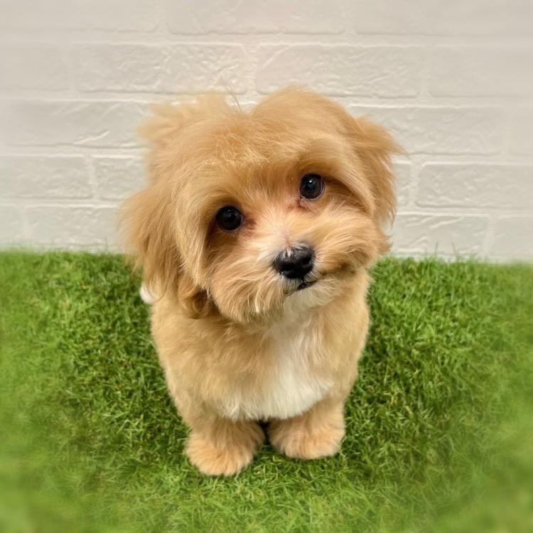 animal_image