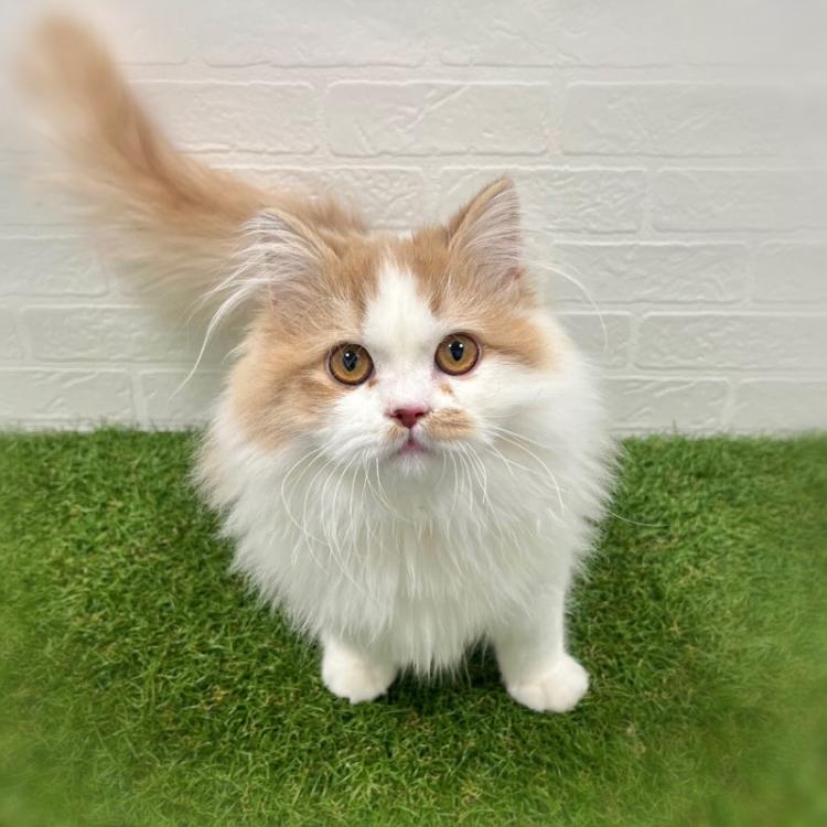 animal_image