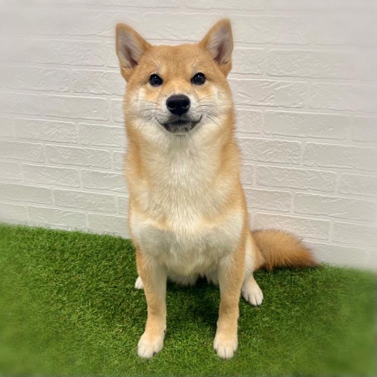 animal_image