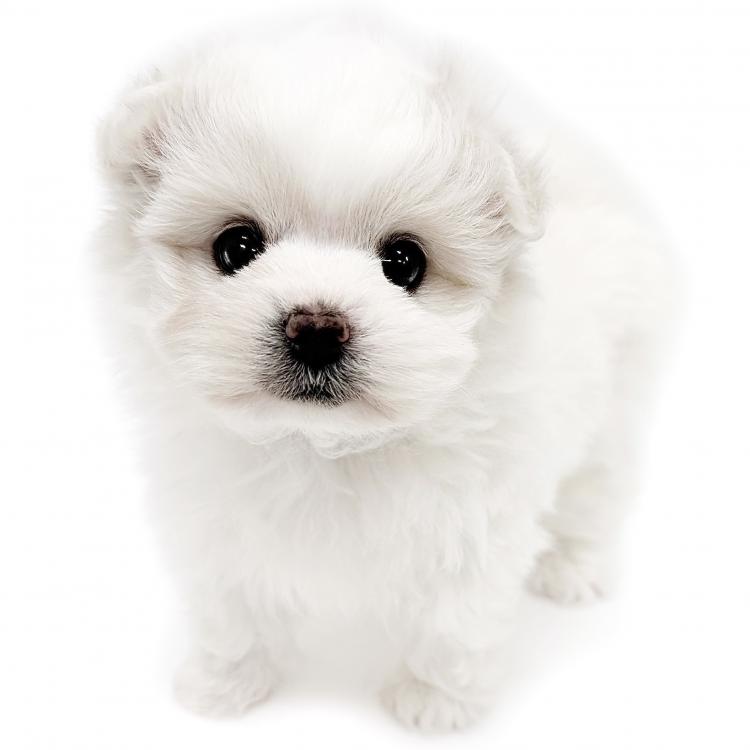 animal_image