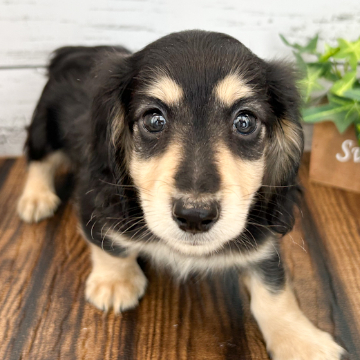 animal_image