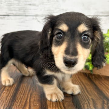 animal_image