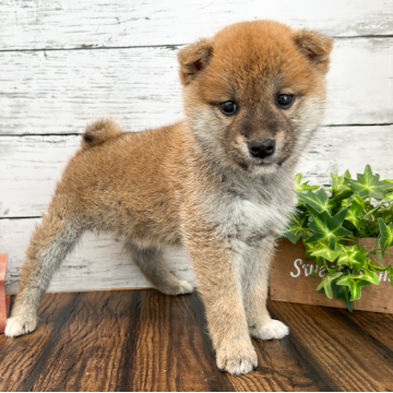 animal_image