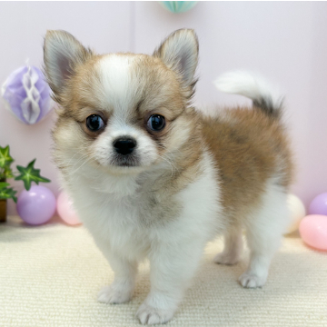 animal_image