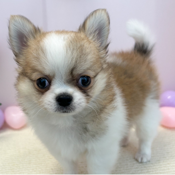 animal_image