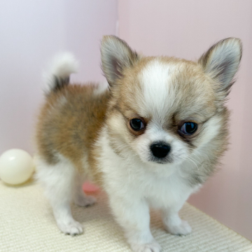 animal_image