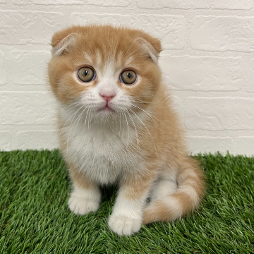 animal_image