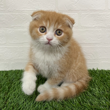 animal_image