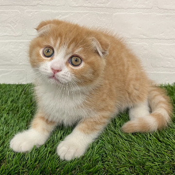 animal_image