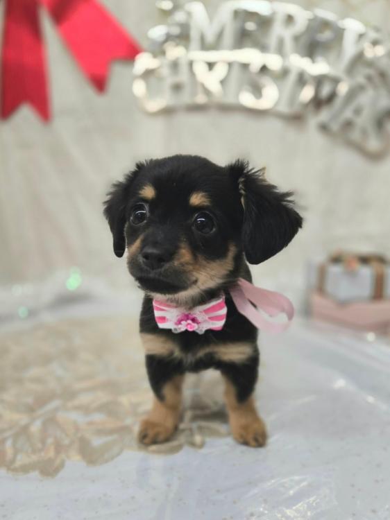 animal_image