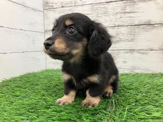 animal_image
