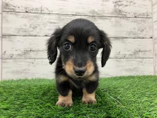 animal_image