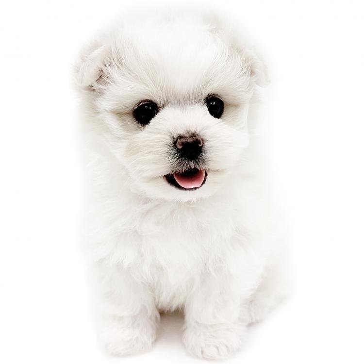 animal_image