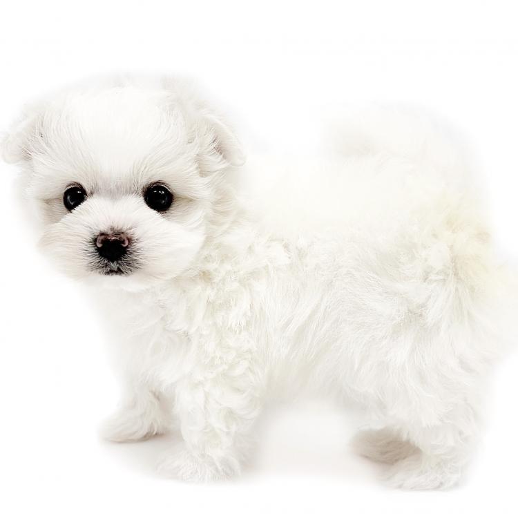 animal_image