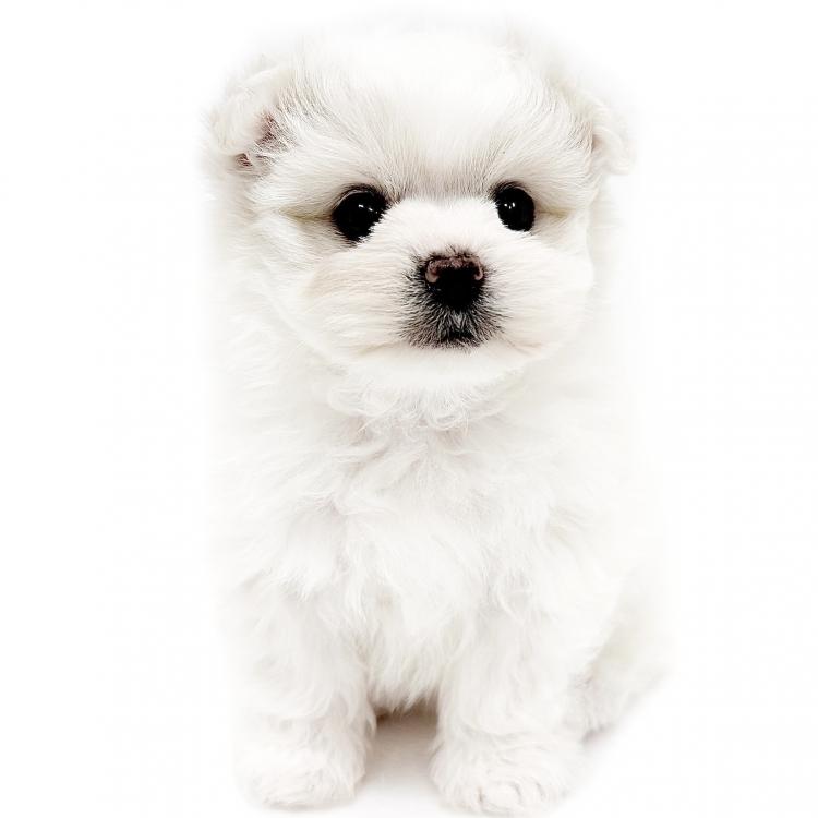 animal_image
