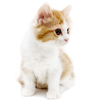 animal_image