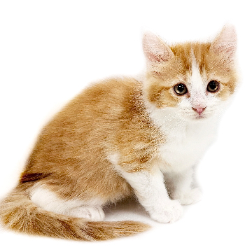 animal_image