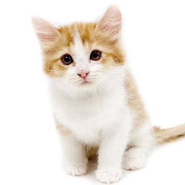 animal_image
