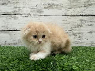 animal_image