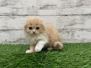 animal_image