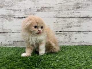 animal_image