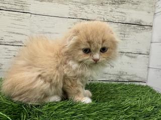 animal_image
