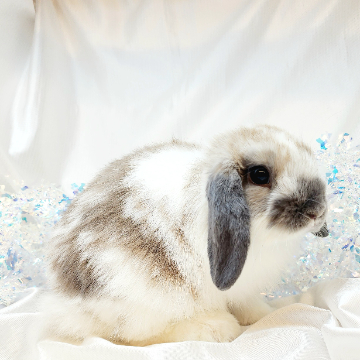 animal_image