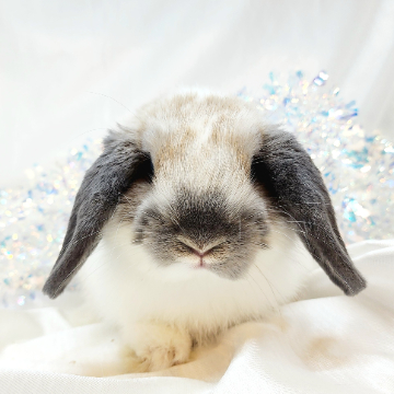 animal_image