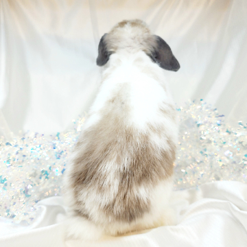 animal_image
