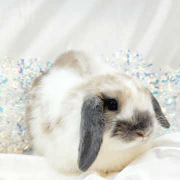 animal_image