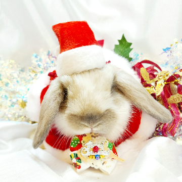 animal_image