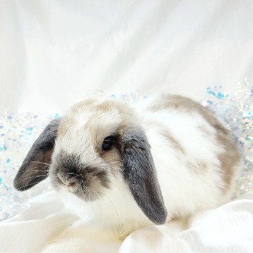 animal_image