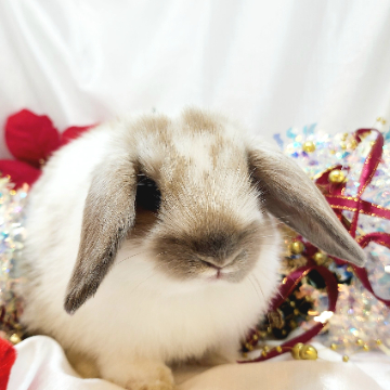 animal_image