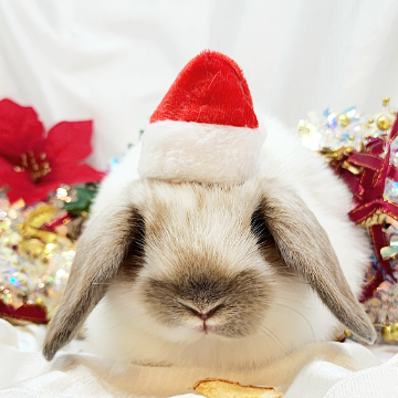 animal_image