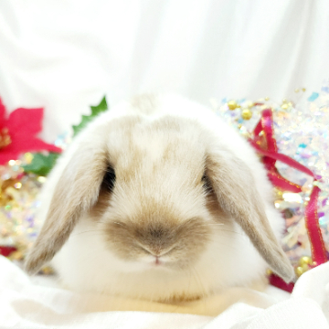 animal_image