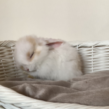 animal_image