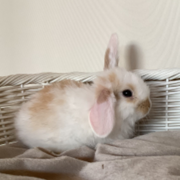 animal_image