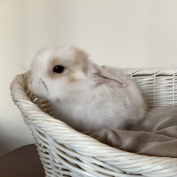 animal_image