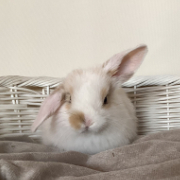 animal_image