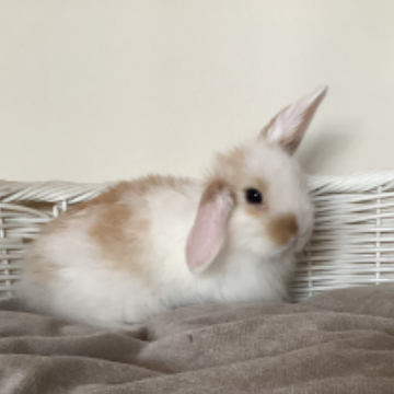 animal_image