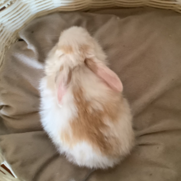animal_image